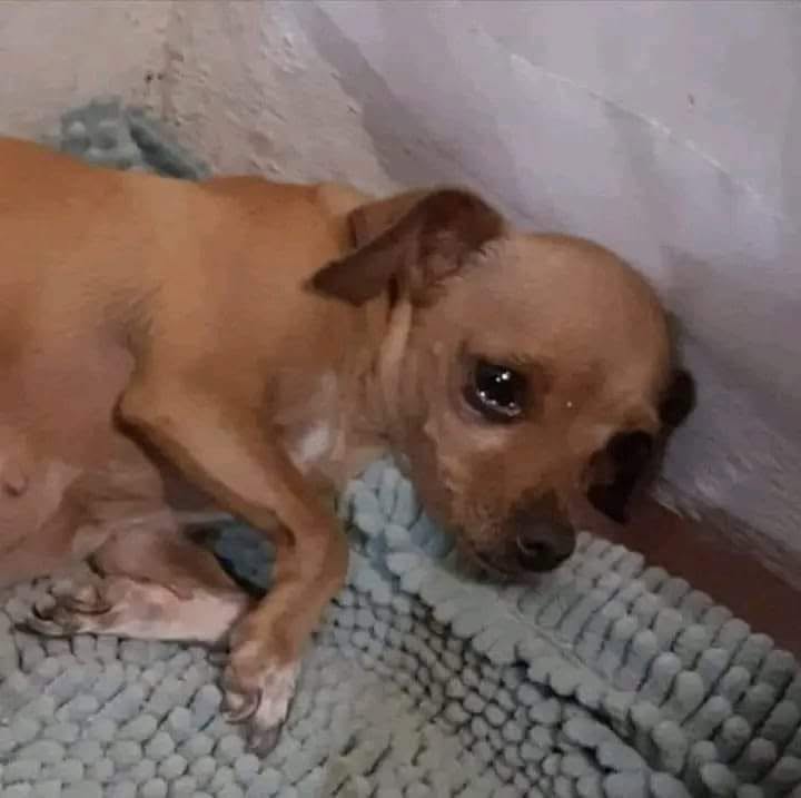 Cachorrinho triste deitado no cantinho