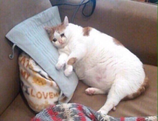 Gato chorando deitado na almofada